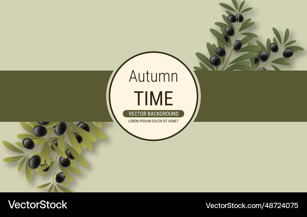 Olive tree branch Royalty Free Vector Image - VectorStock