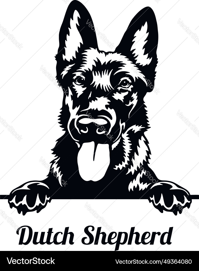 Dutch shepherd dog peeking breed pet Royalty Free Vector