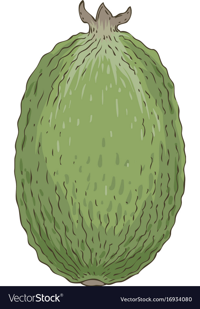 Ripe whole feijoa Royalty Free Vector Image - VectorStock