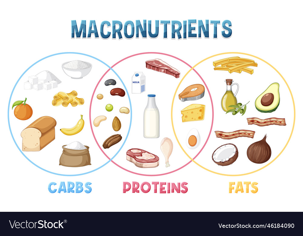 Main food groups macronutrients Royalty Free Vector Image