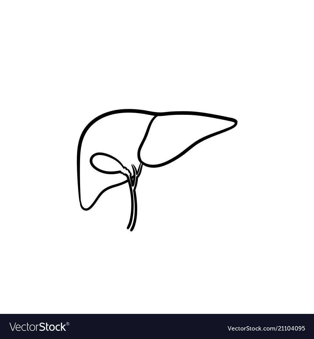 Human liver hand drawn outline doodle icon Vector Image