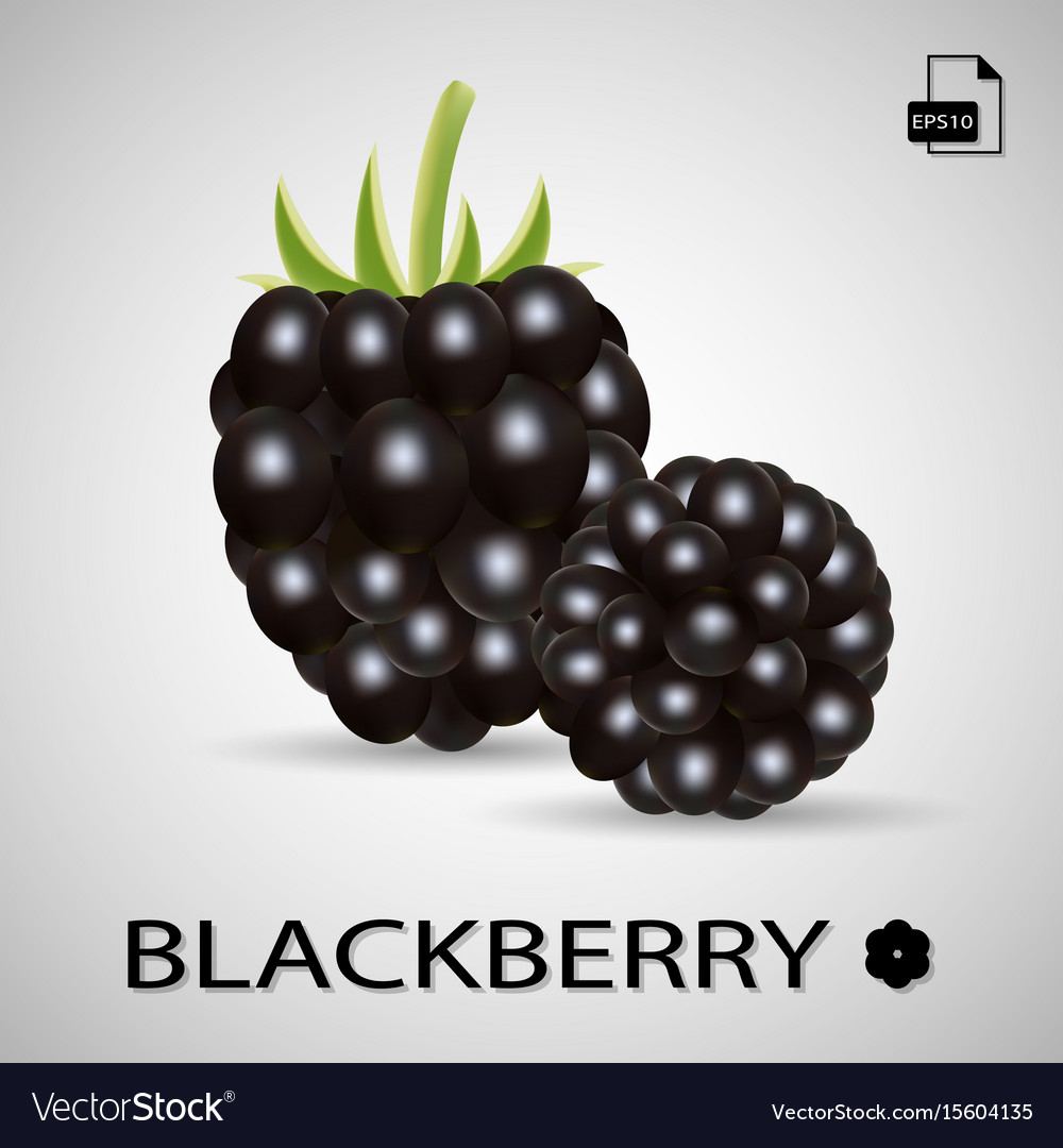 Set of two blackberries isolated on a background