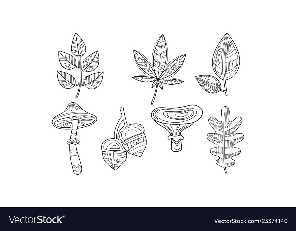 Collection of hand drawn plants leaves