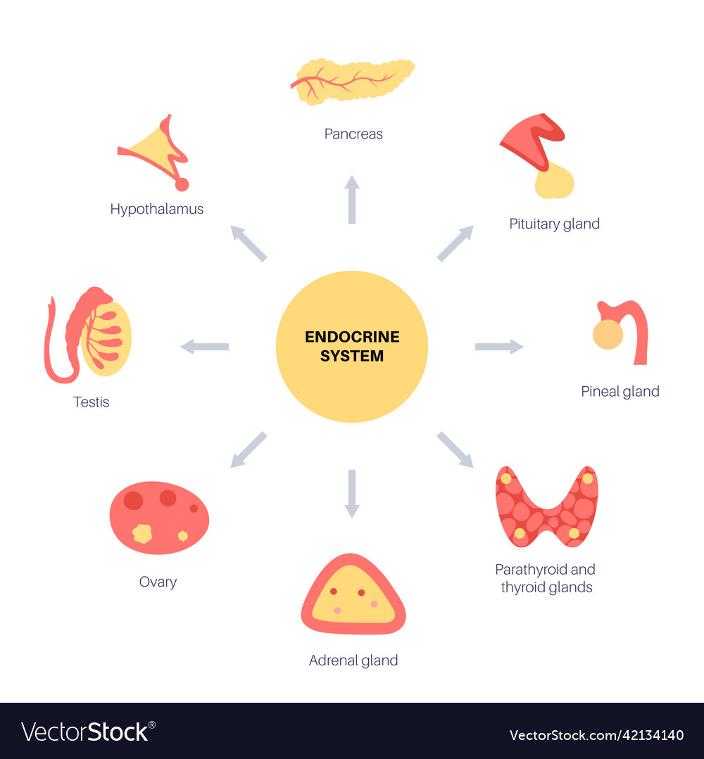 Human endocrine system Royalty Free Vector Image