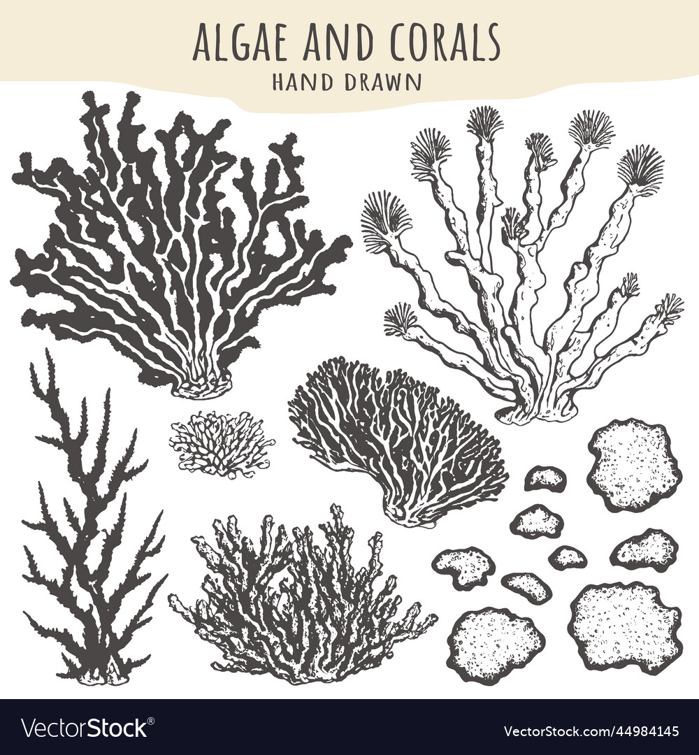 Algae and corals hand drawn set Royalty Free Vector Image