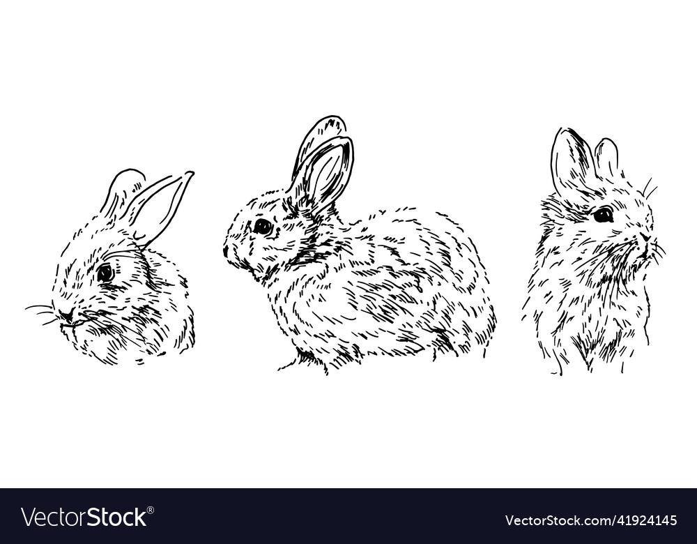 Hand sketch of baby rabbits Royalty Free Vector Image