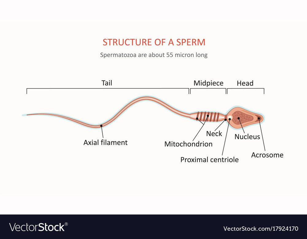 Sperm Anatomy - Anatomy Reading Source