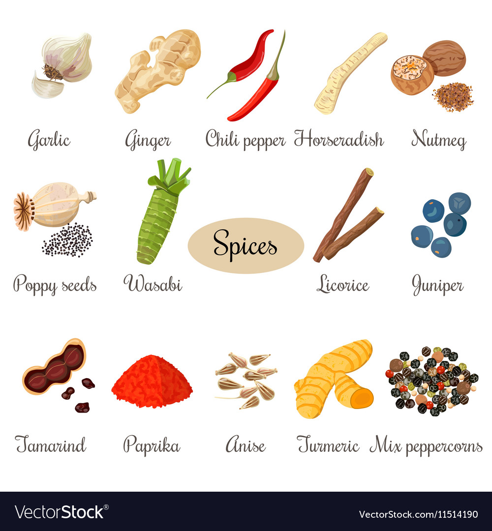 Icon big set of popular culinary spices Royalty Free Vector