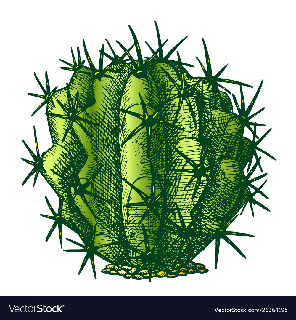 Color Ferocactus Echidne Barrel Cactus Vintage Vector Image