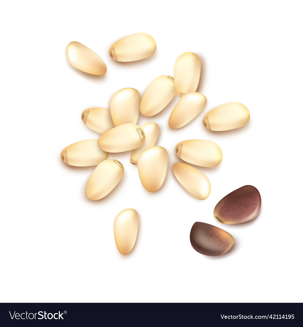 Pile of pine nuts Royalty Free Vector Image VectorStock