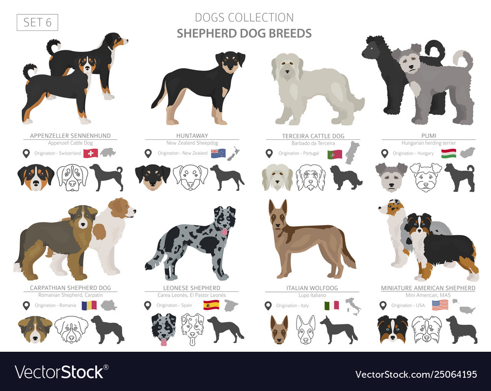 Shepherd and herding dogs collection isolated Vector Image