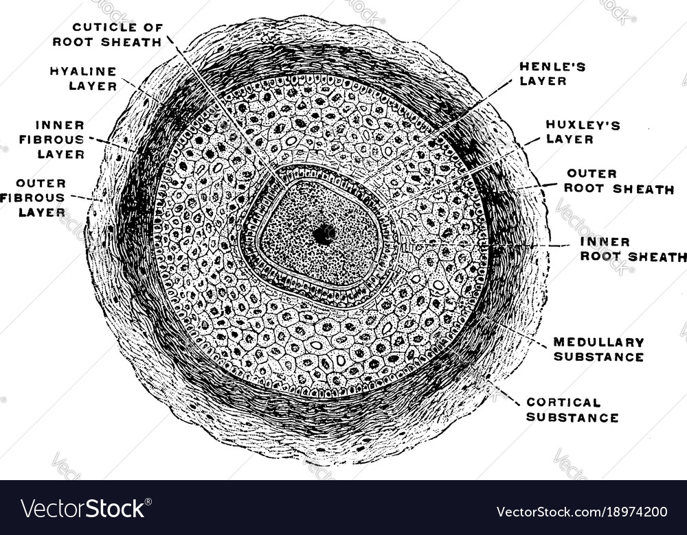 Hair Follicle Of A Moustache Hair Vintage Vector Image