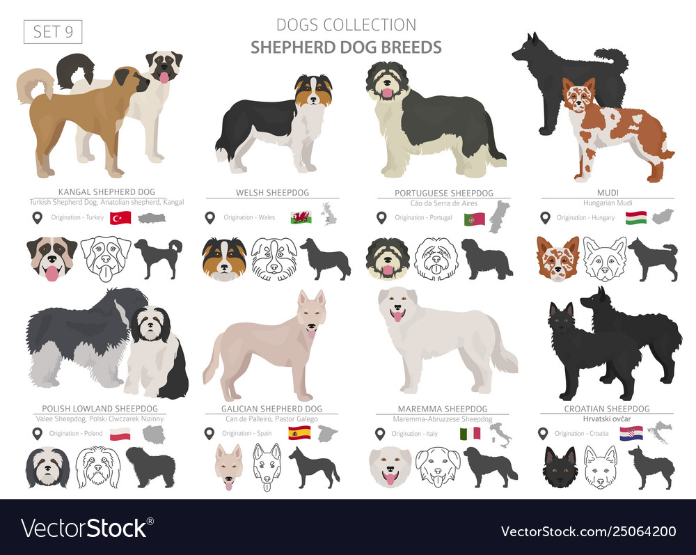 Shepherd and herding dogs collection isolated Vector Image