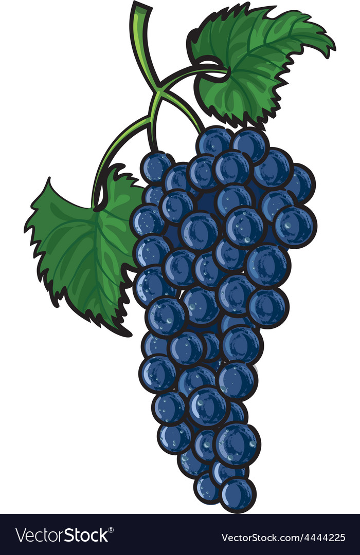 Grape Royalty Free Vector Image Vectorstock