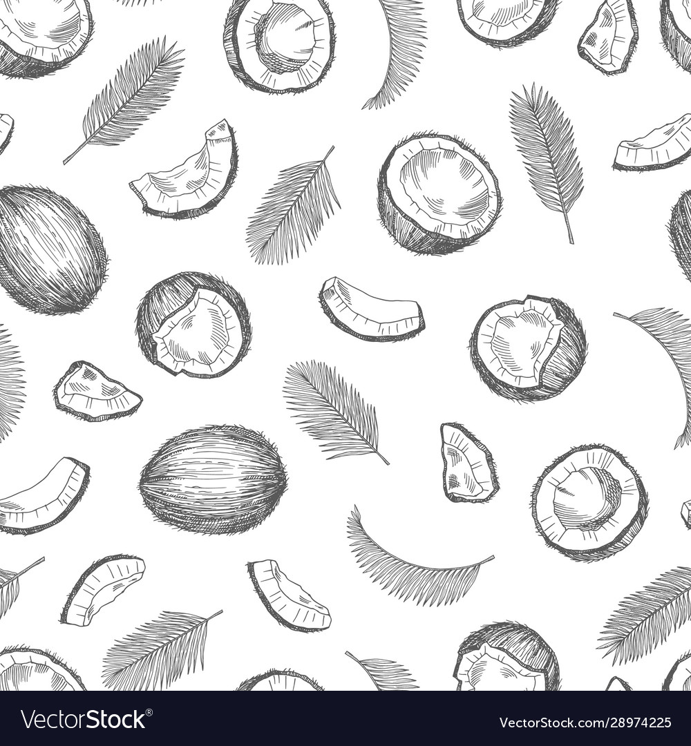 Sketch coconut pattern exotic food seamless Vector Image