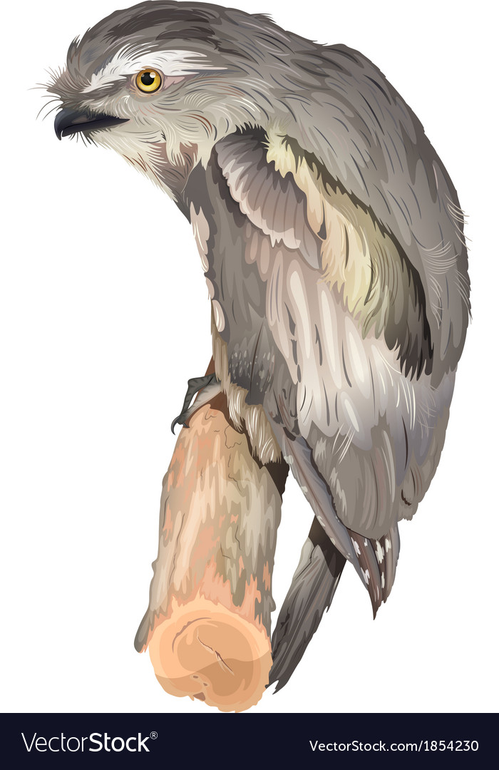 Tawny frogmouth owl