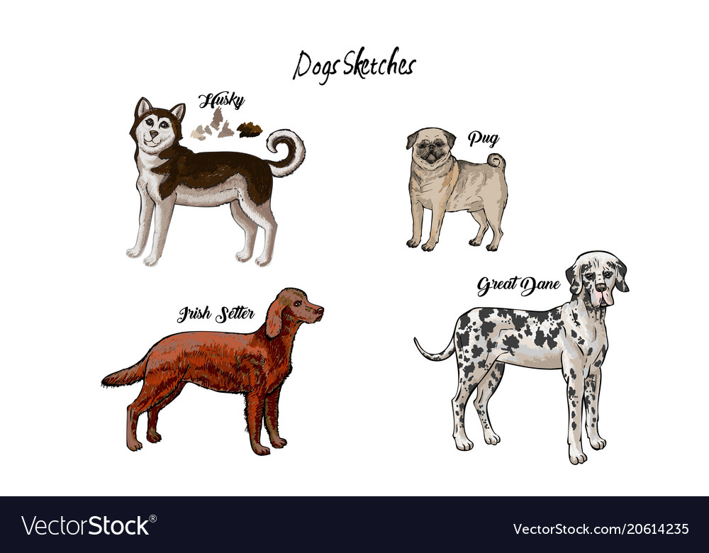 Dogs sketches set of different breeds