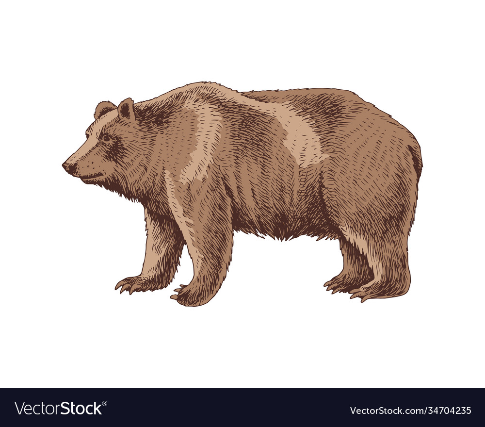 hand-drawn-bear-royalty-free-vector-image-vectorstock