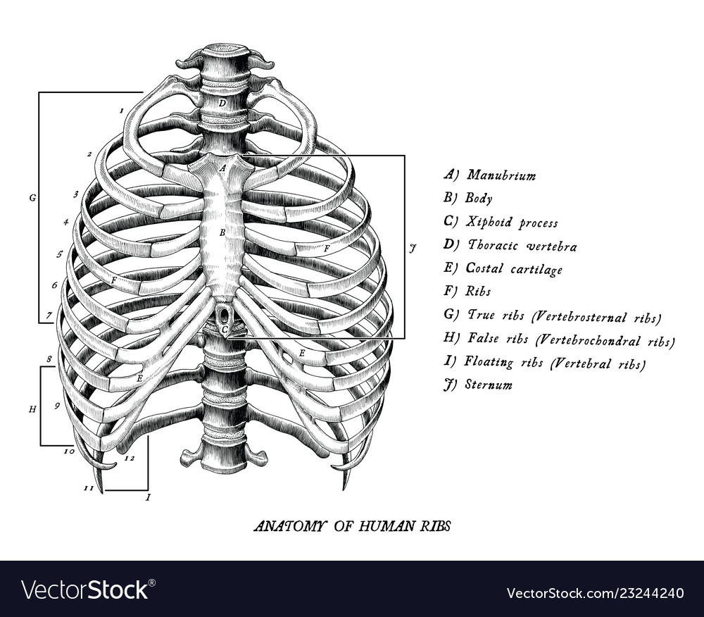 Anatomy of human ribs hand draw vintage clip art Vector Image