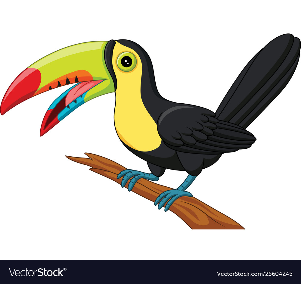 Cartoon toucan bird isolated on white background Vector Image