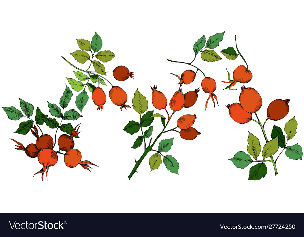 Autumn red rose hip plant botanical Royalty Free Vector