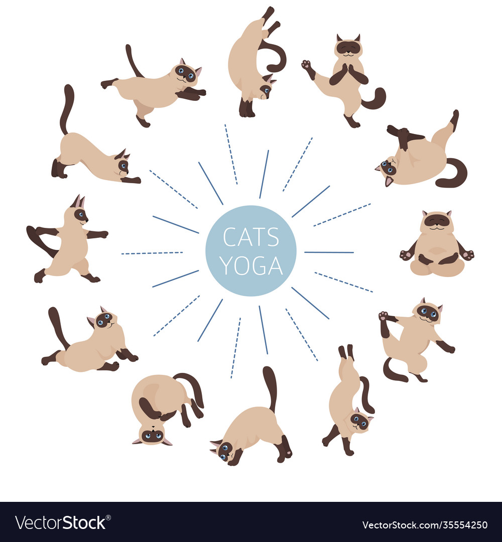 Cats yoga siamese different poses