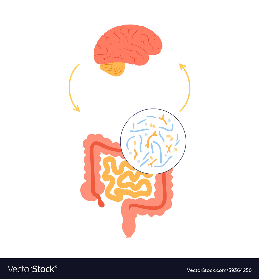 Gut brain connection