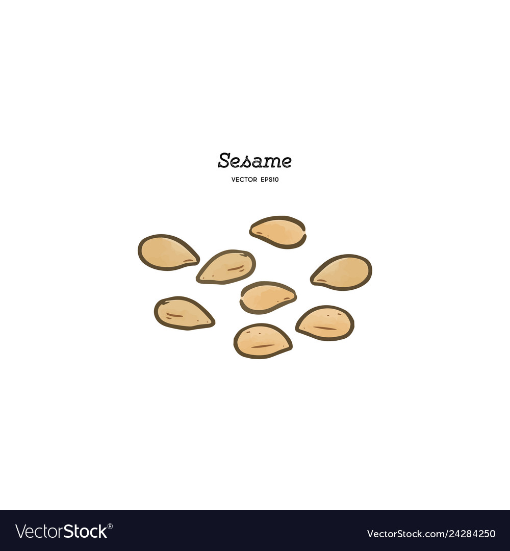 Sesame hand draw