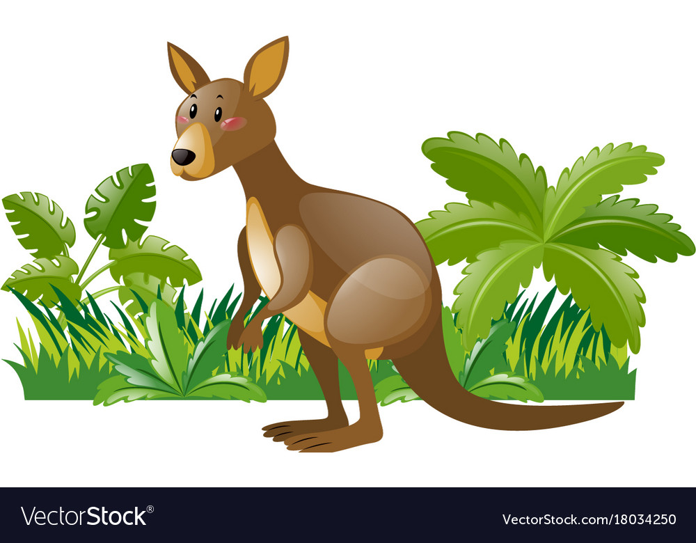 Wild kangaroo in forest