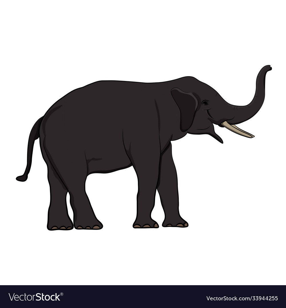 Elephant asia standing isolated white background Vector Image