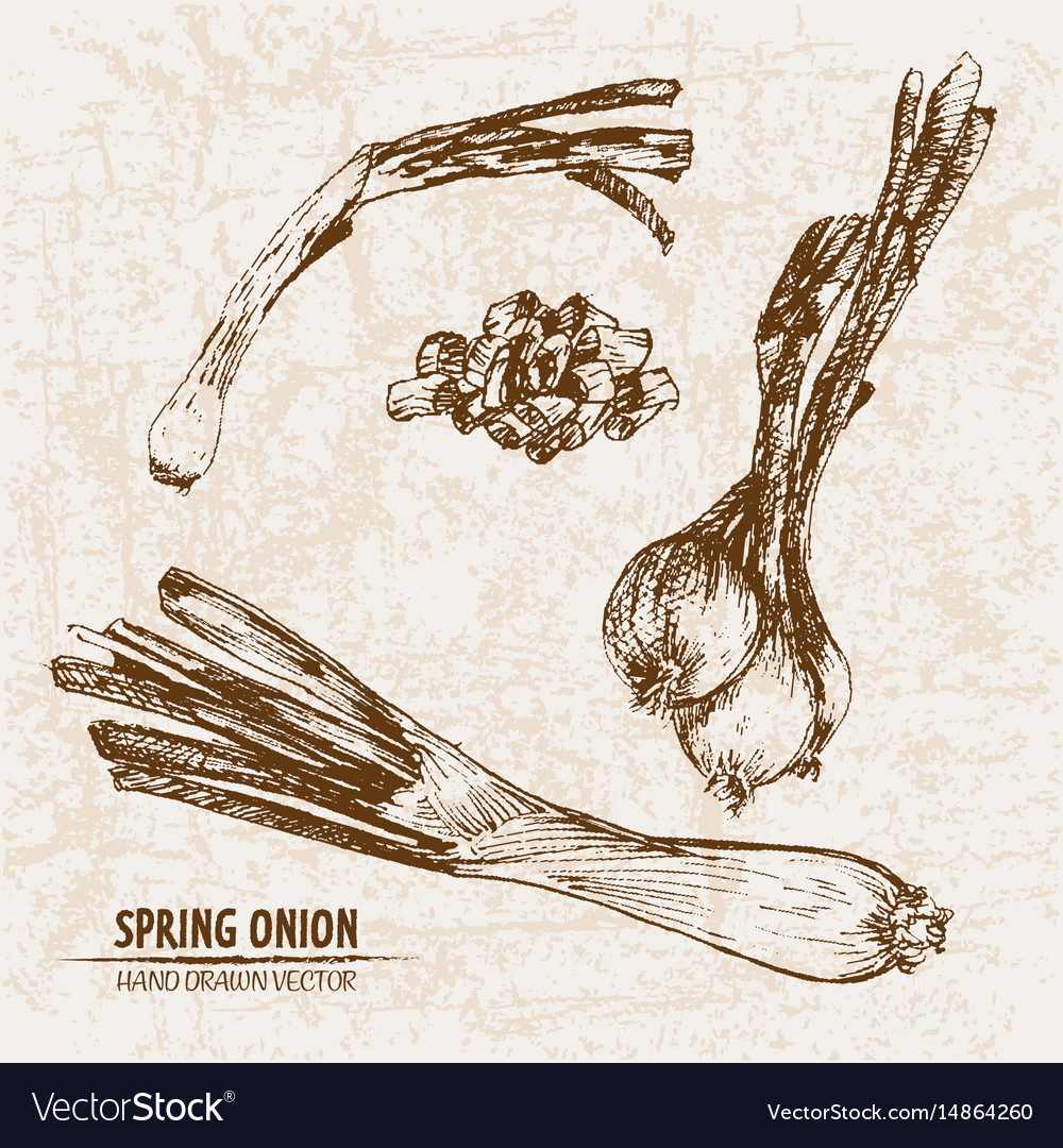 Digital detailed line art spring onion