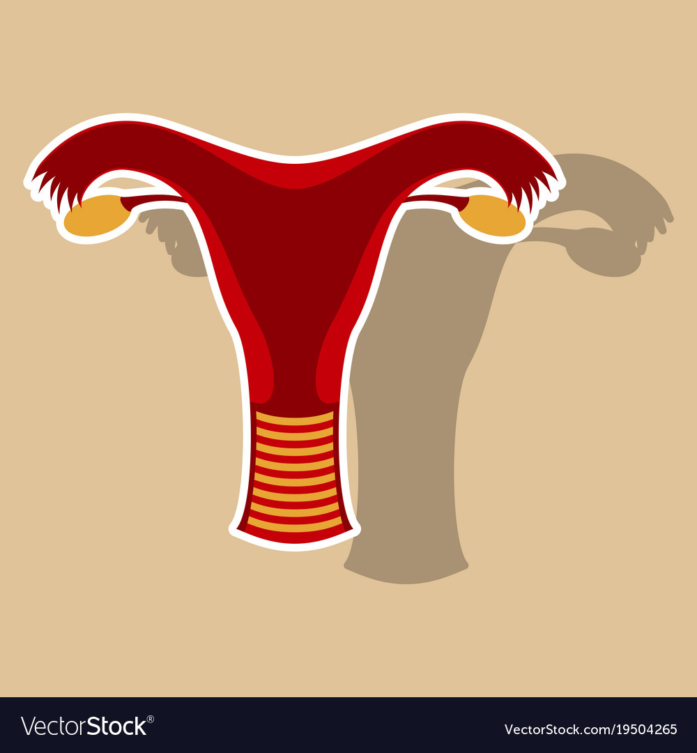 Uterus human internal organs sticker Royalty Free Vector