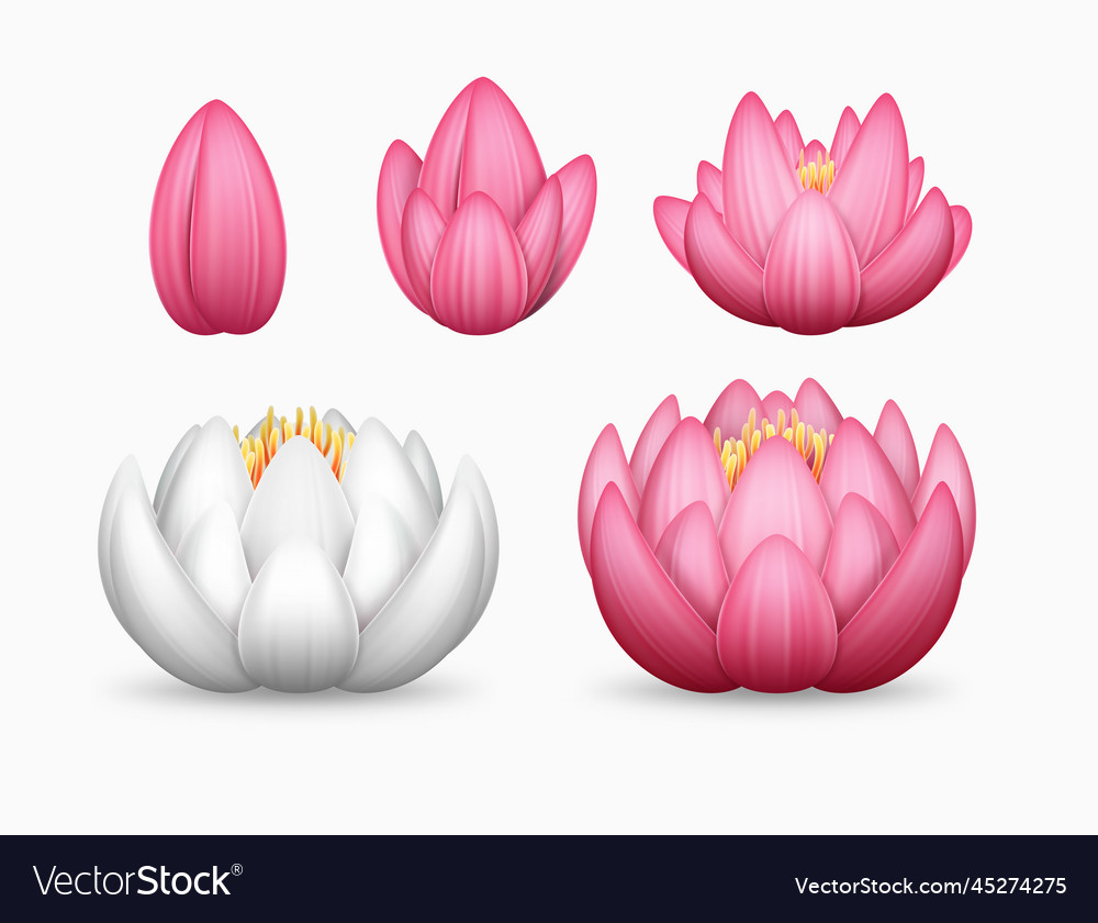 White And Pink Lotus Flower Full And Opening Vector Image 0074