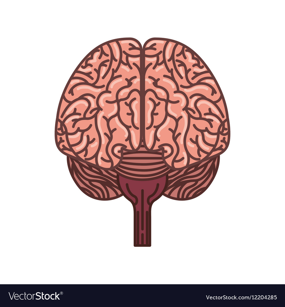 Human Brain Icon Royalty Free Vector Image - Vectorstock