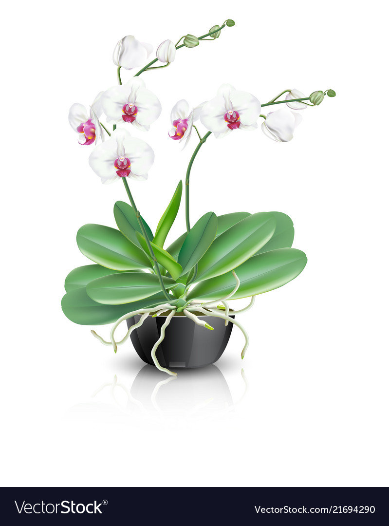 White Phalaenopsis Orchid In Ceramic Vase Vector Image