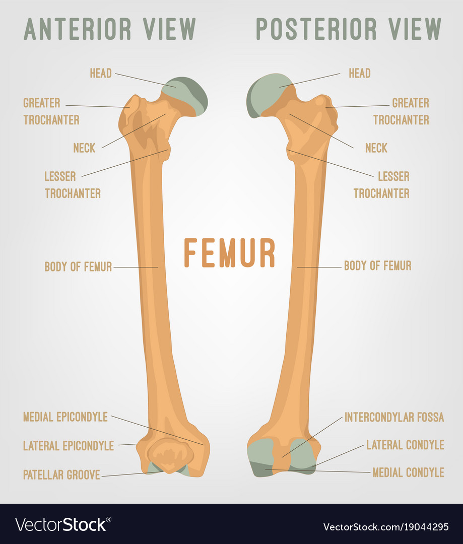 The Skeletal System Kido Learners