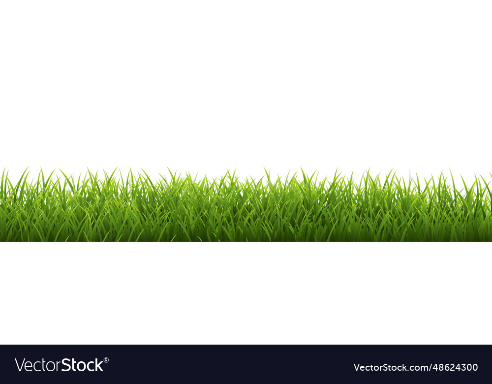 Green grass border isolated white background Vector Image