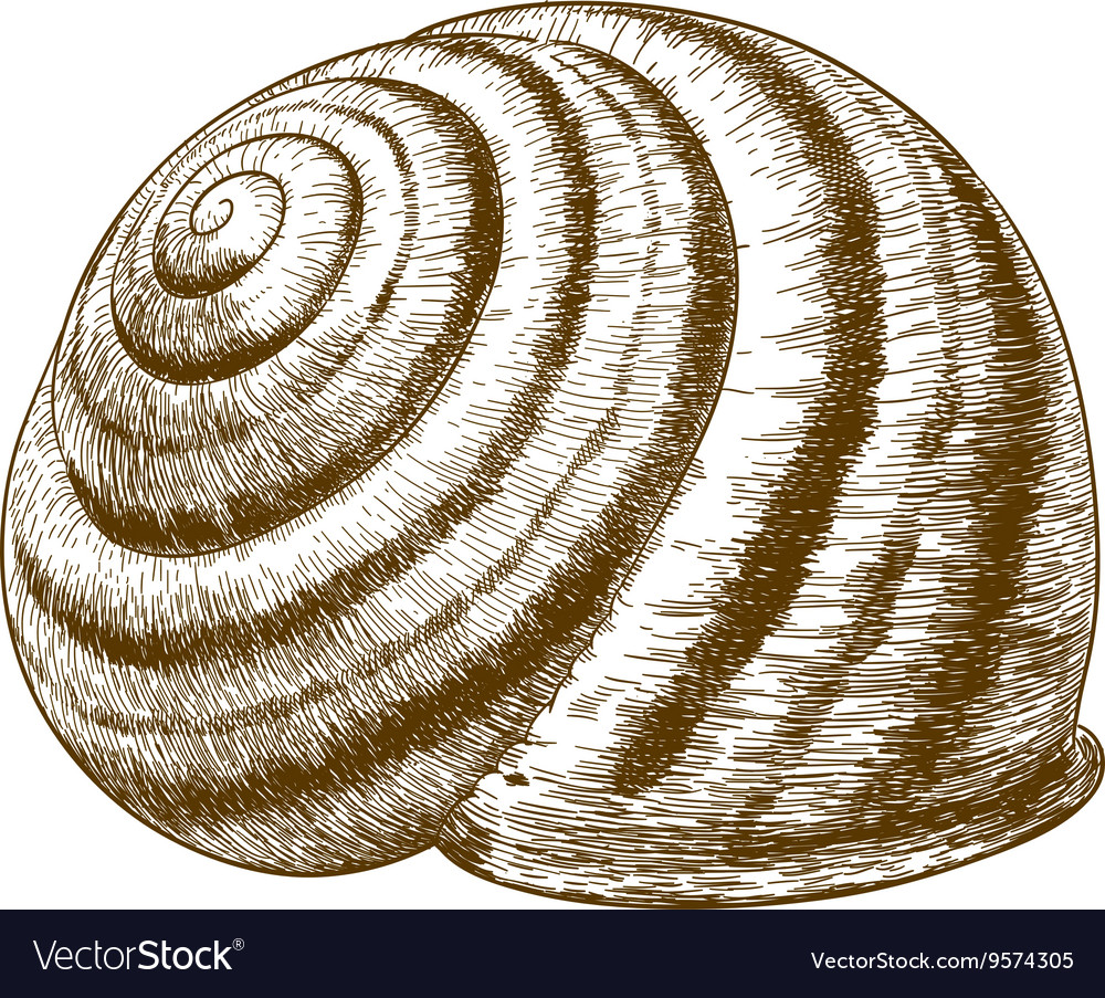 Engraving striped snail shell Royalty Free Vector Image