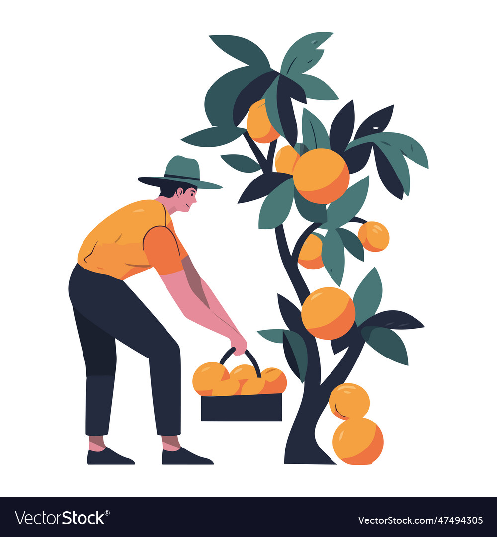 Farmer working outdoors harvesting ripe oranges