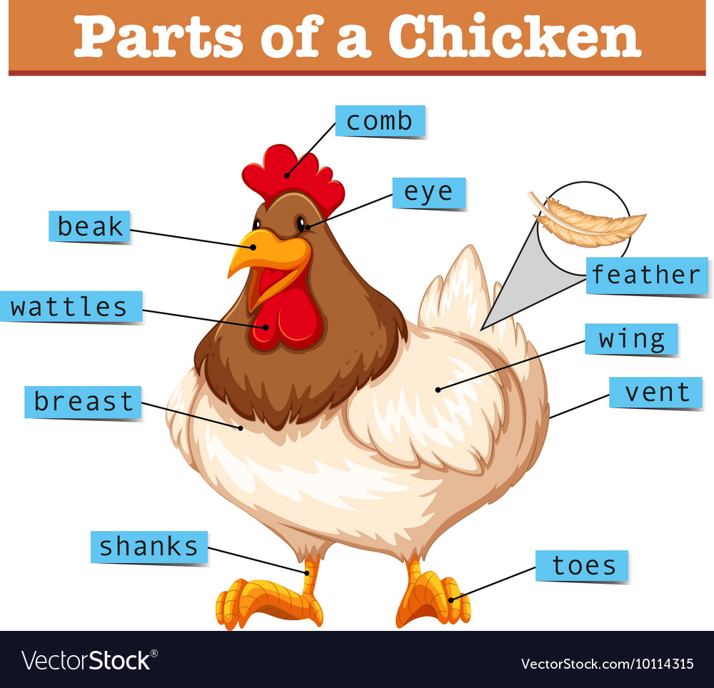 Parts Of A Chicken Worksheet For Kids