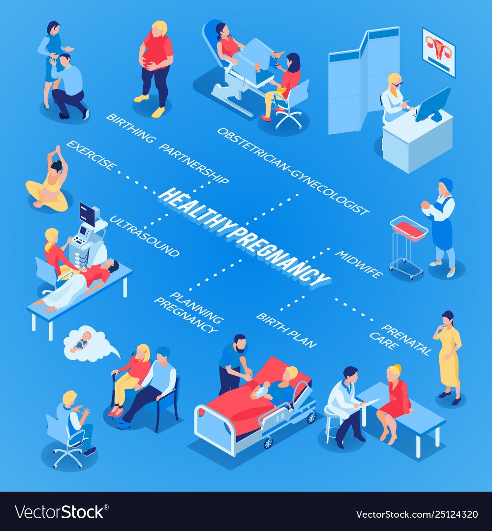 Gynecology and pregnancy flowchart Royalty Free Vector Image