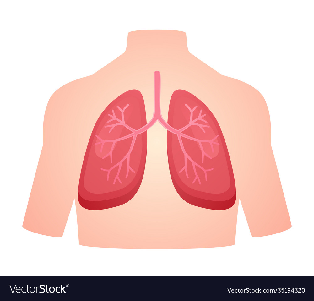 Human anatomy organ lung pulmonary breath Vector Image