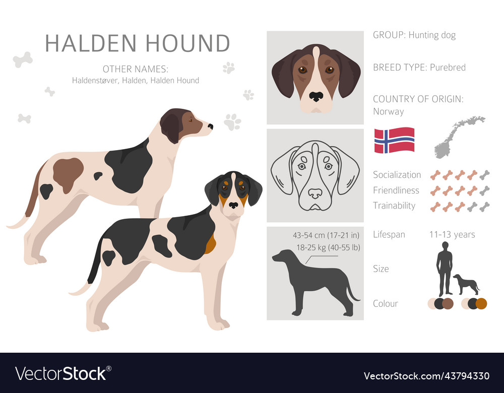 Halden hound clipart different poses coat colors Vector Image