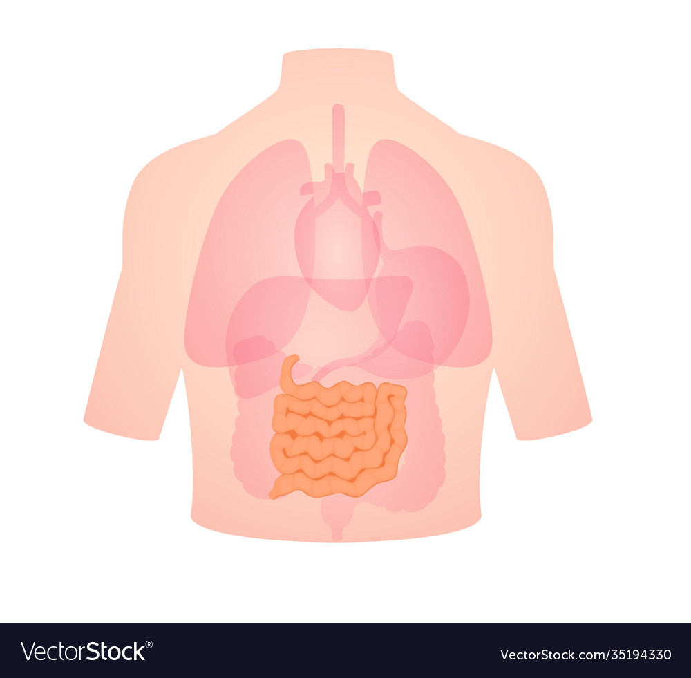 Human anatomy organ small intestine position