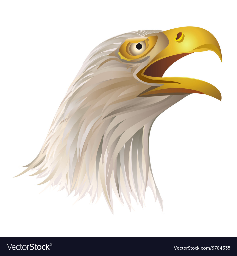 Head bald eagle isolated on white background Vector Image