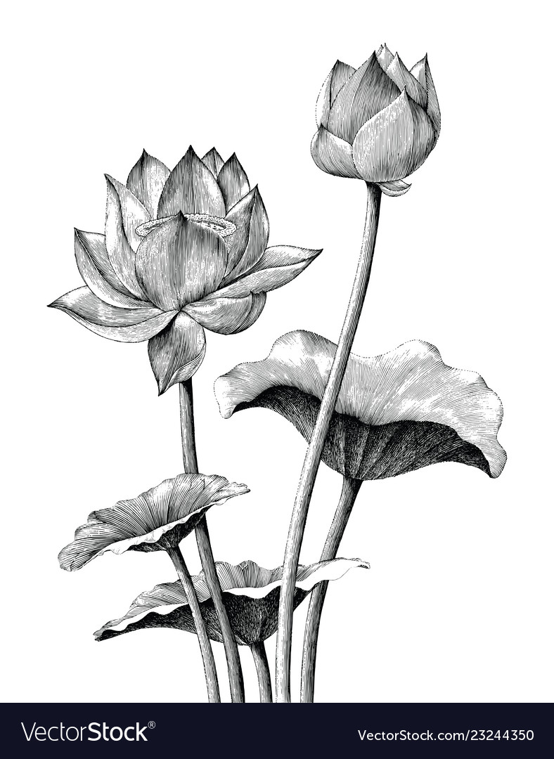 Lotus Flower Color Pencil Drawing On Stock Illustration 1468117538 |  Shutterstock