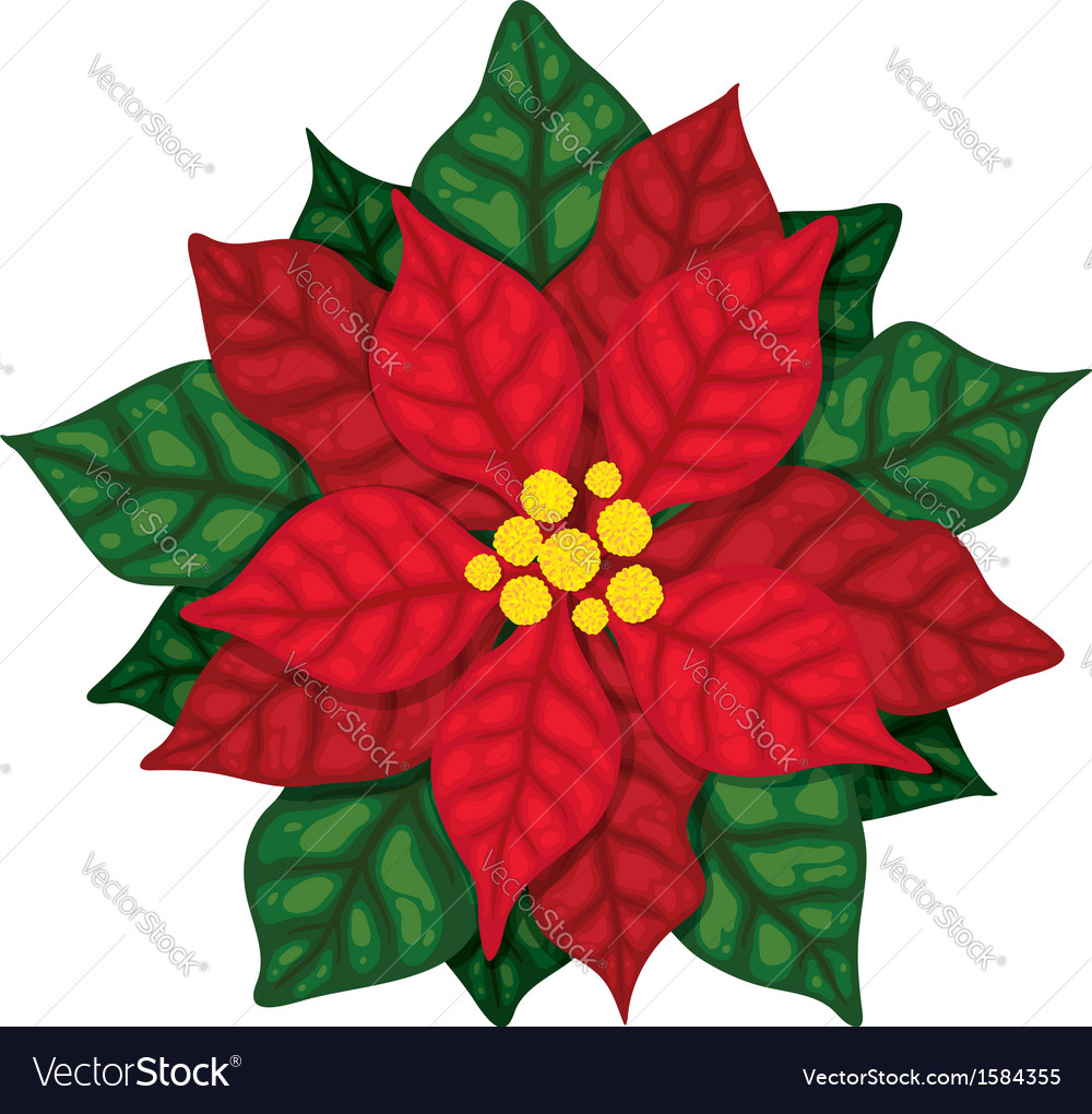 Christmas poinsettia