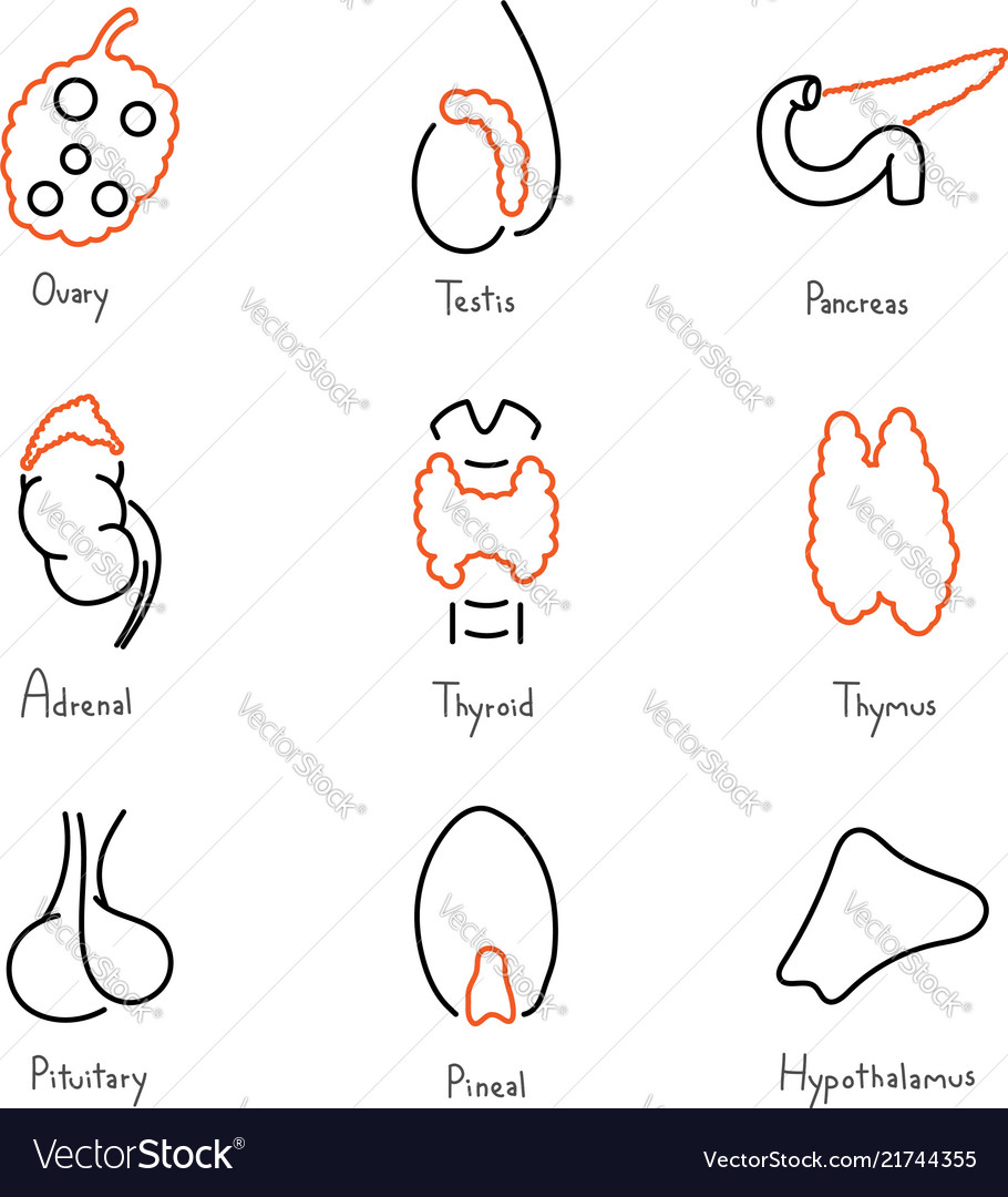 Endocrine glands medical outline icon collection