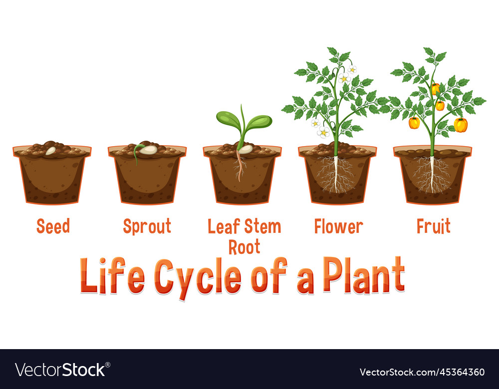 Life cycle of a plant diagram Royalty Free Vector Image