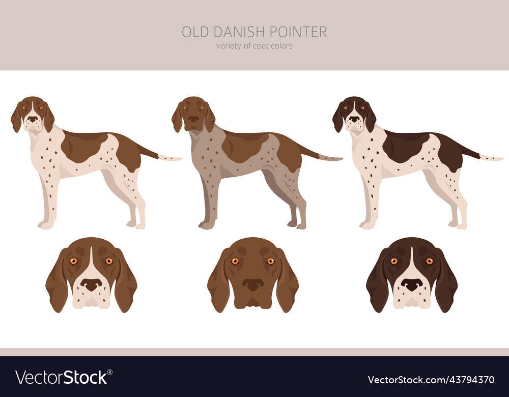 Danish pointer best sale